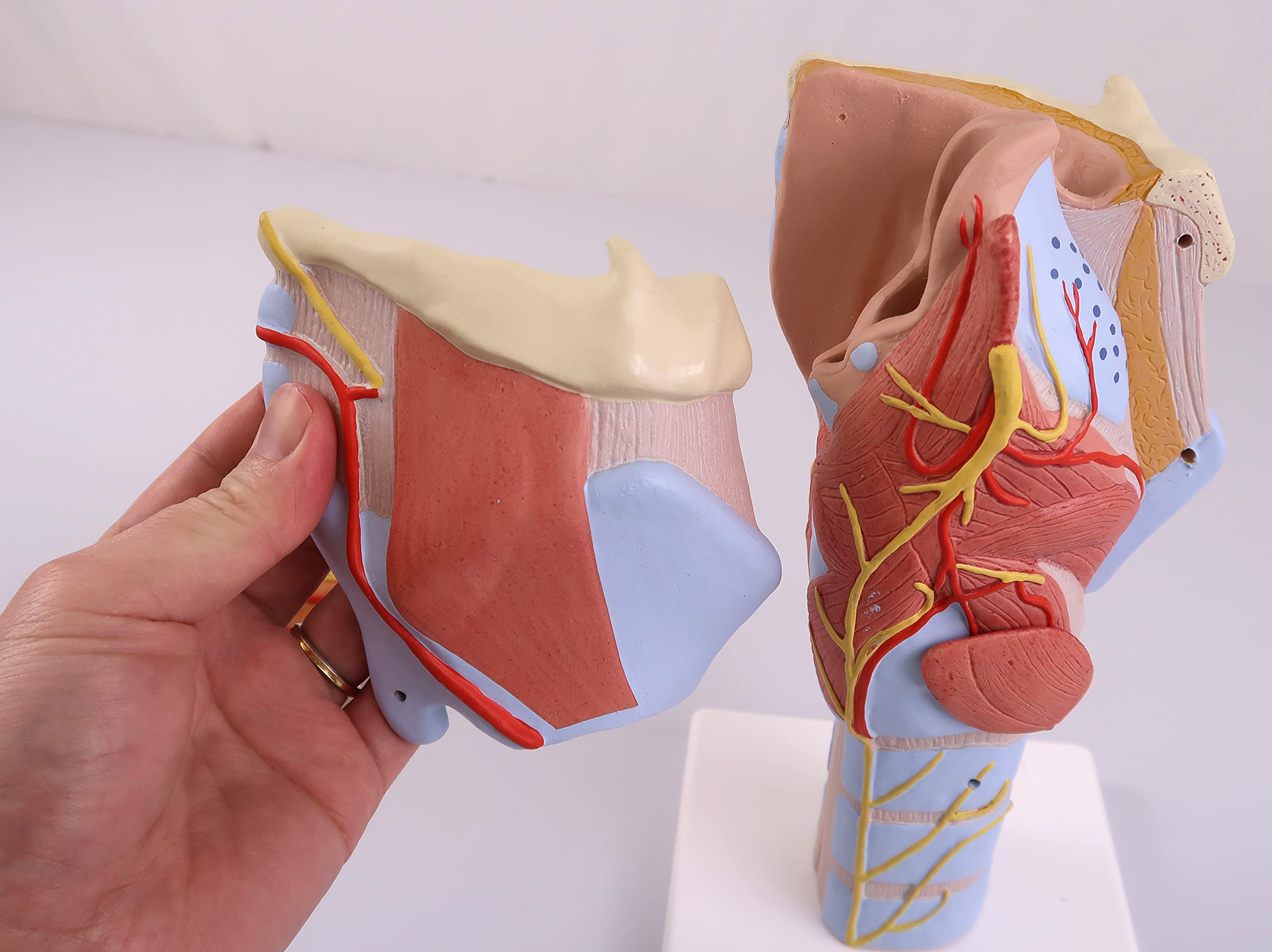 3B Scientific G21 laringe, 2 Veces Su Tamaño Natural, 7 Piezas - 3B Smart Anatomy