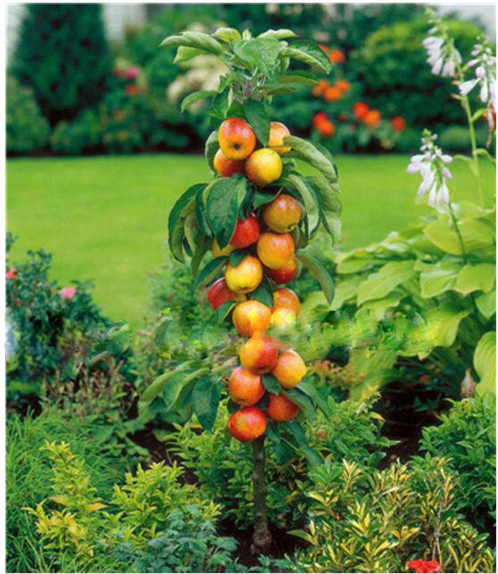 Buy 30PCS Apple Tree Dwarf Bonsai Apple Tree Mini Fruit for Home Garden