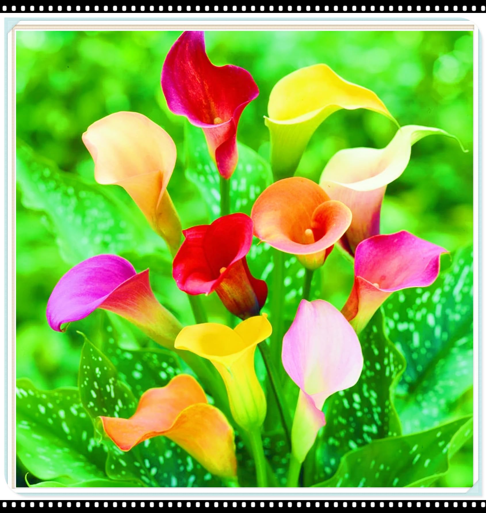 Rare Calla Lily Best Decoration Calla Lily Bulbs Wedding Flowers/Garden Flowers/Plant Bulbs-6bulbs-a