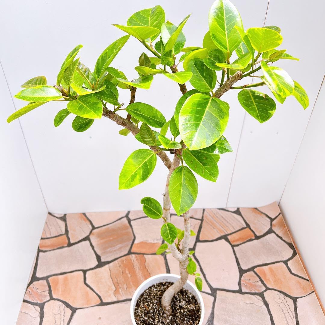 フィカス ゴムの木 アルテシマ 曲がり 4番 観葉植物 インテリア