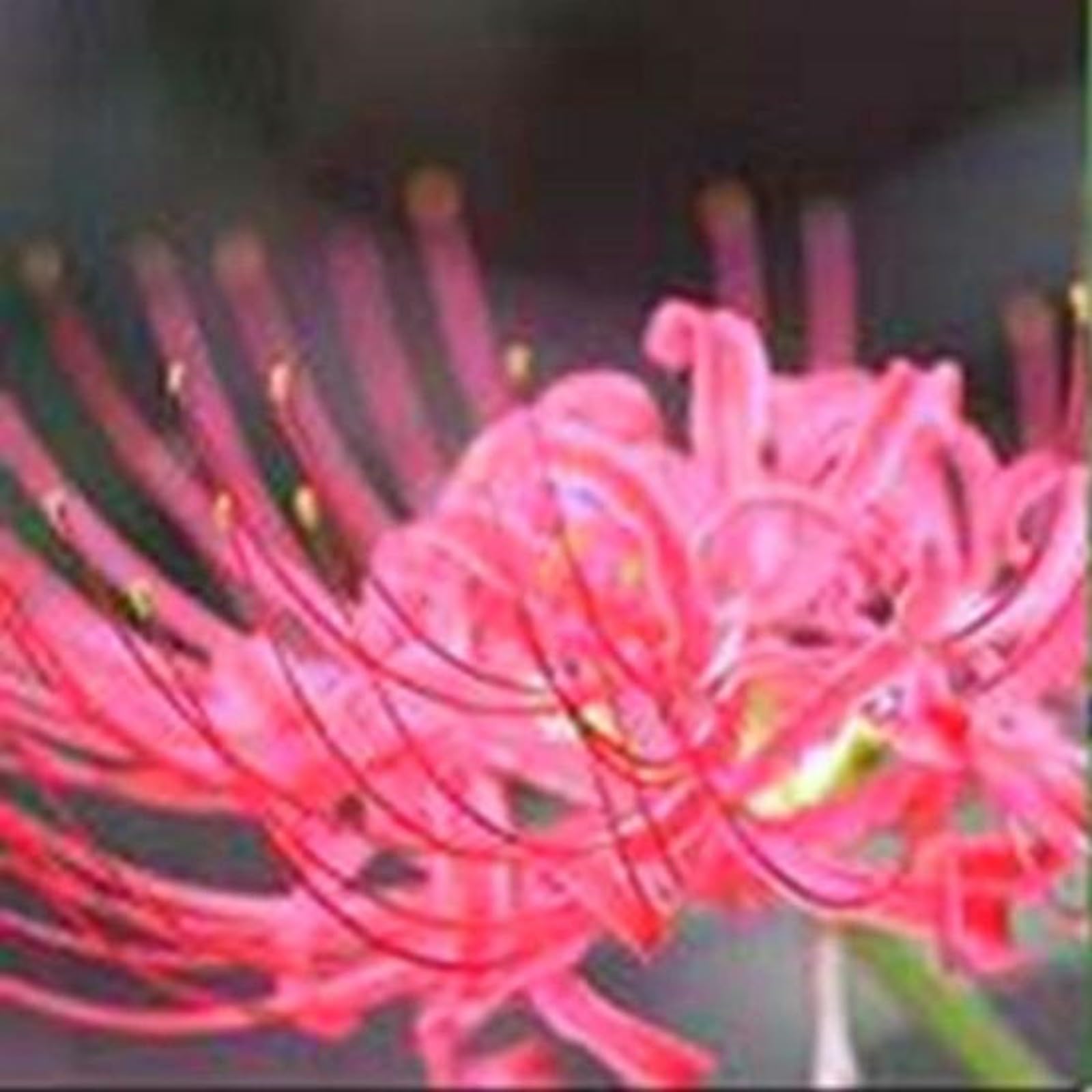 Iridescent,Perennial,Hardy,Gorgeous Spider Lily Bulbs Mix UK,Good for Containers,Flowering Rhizome,Excellent Display,Balcony Garden Bulbs.-6bulbs-H