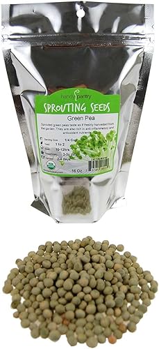 Semilla de germinación de guisantes verdes secas orgánicas 1 libra práctica marca de despensa guisante verde para brotes plantación de jardín cocina