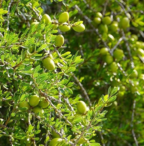 Miniatura 9 de Nature Packaged Aceite de argán, aceite para el cabello, 8 onzas, aceite de vitamina E, aceite facial, hidratante para el cabello, aceite para la