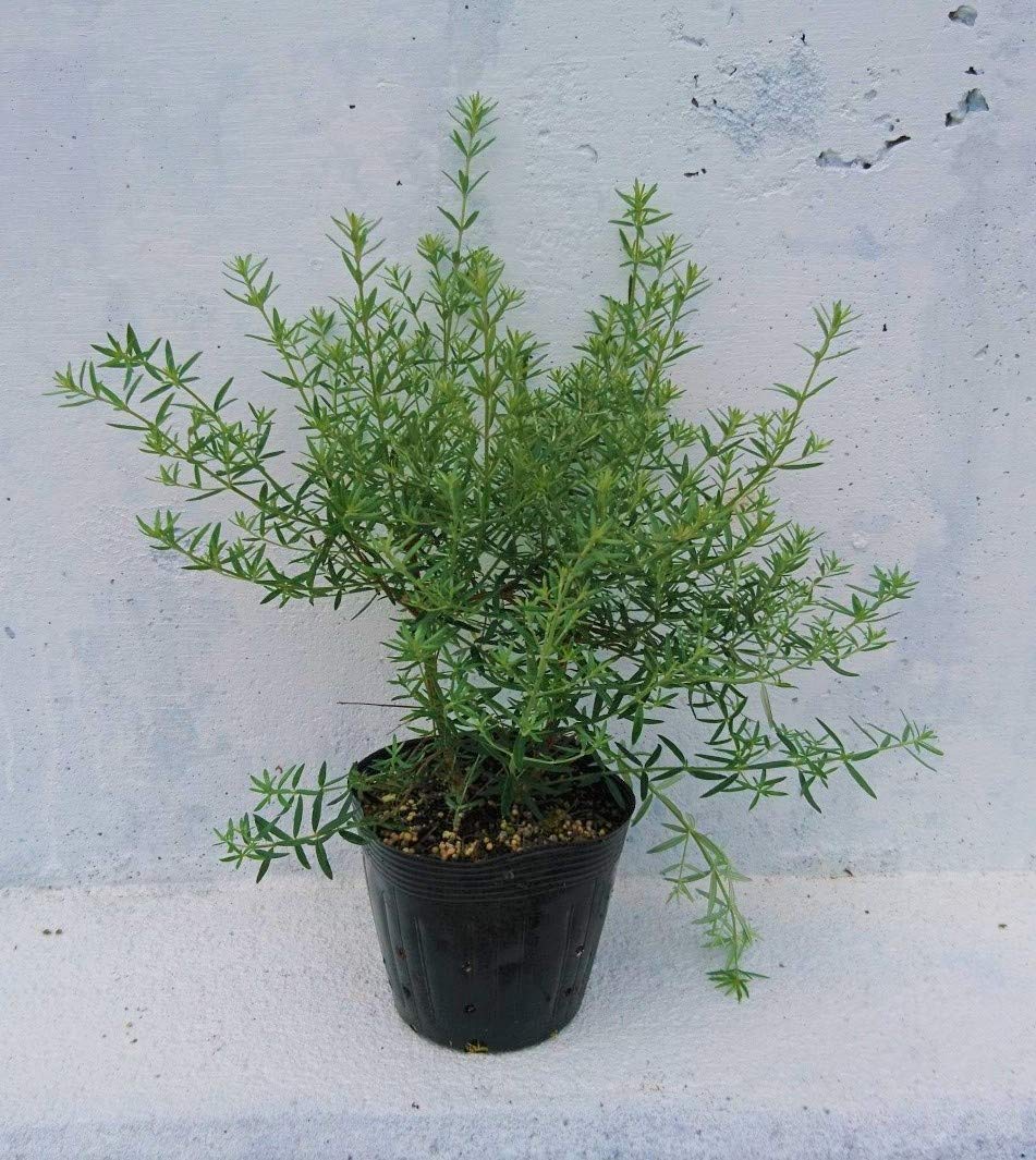 Amazon.co.jp: オーストラリアン ローズマリー 1本 ウエストリンギア