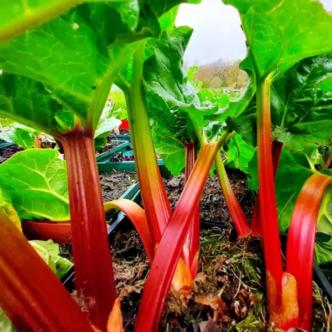 Rhubarb Crown, Red Rhubarb Plant for Garden, Large Rhubarb Divsion for Planting Outdoors, Red Cherry Rhubarb Plants Live Root, Perennial Easy to Plant, 2 Year-Old Root