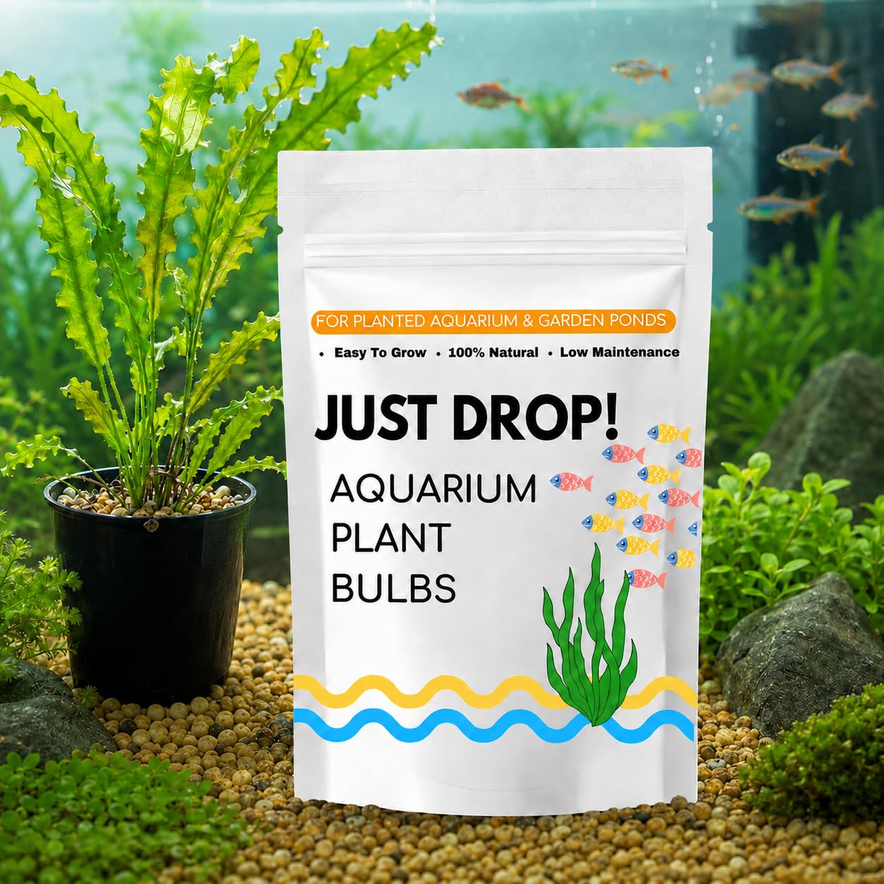 Just Drop it! Live Aquarium Plant Bulbs (Pack of 5 Bulbs) for all kinds of Planted Aquarium-image-42