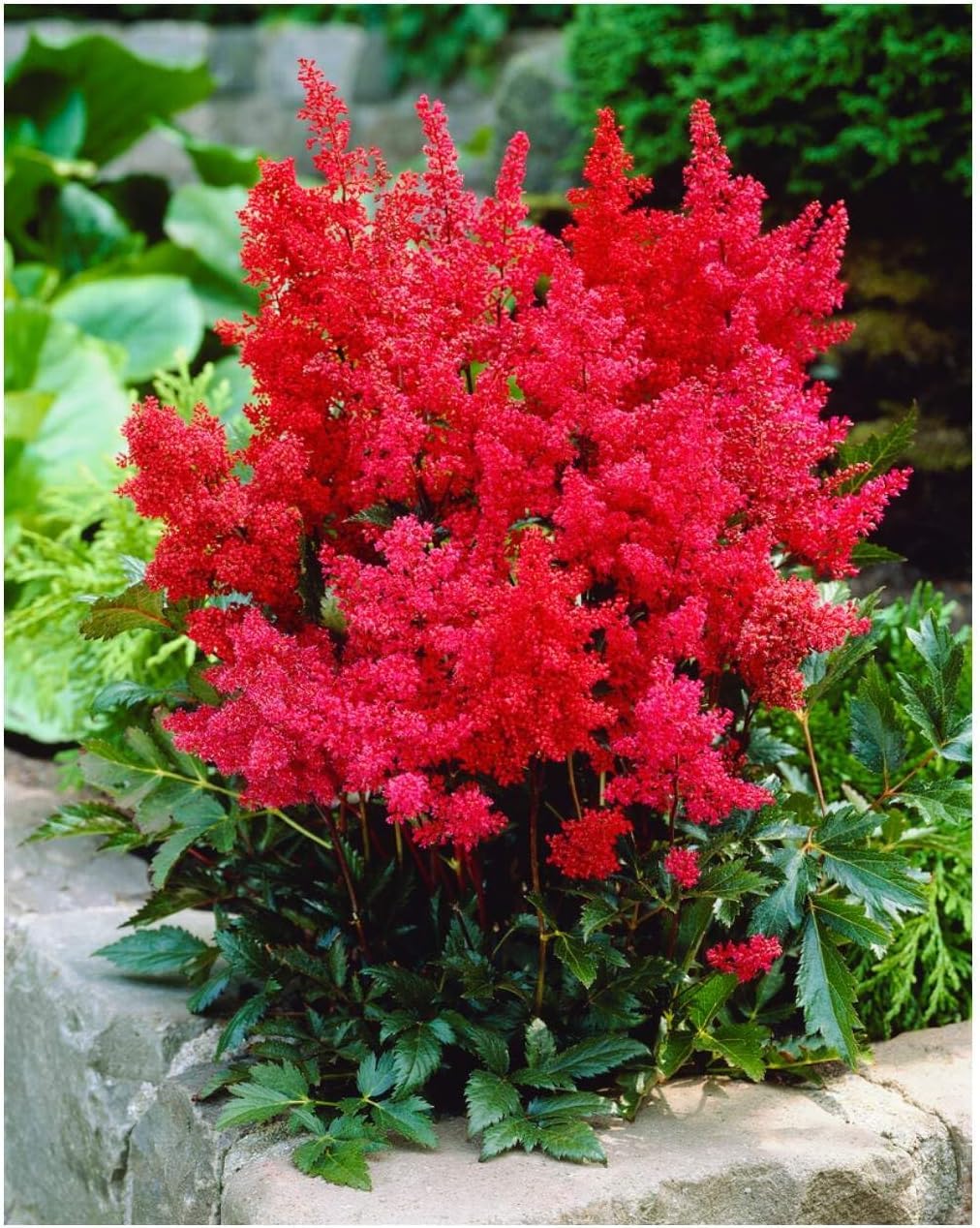 Stauden Gänge 10 x Astilbe arendsii 'Astary Red' Prachtspiere winterhart