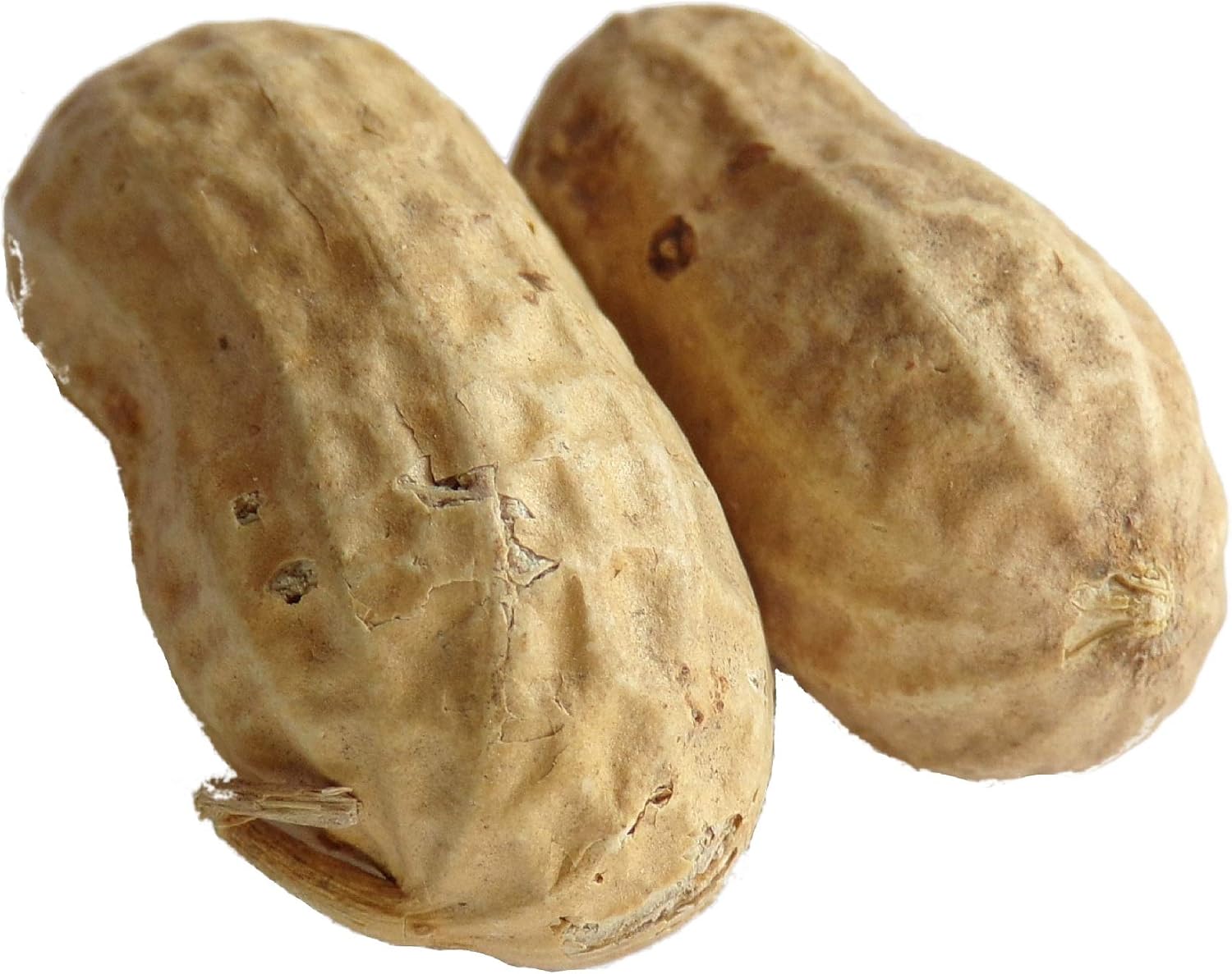 Cacahuète Virginia 2 coques Arachis Hypogaea Peanuts SEM03