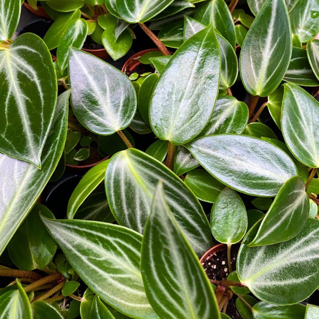 Peperomia Maculosa Wholesale in 2 inch Pots 45-Pack Bulk