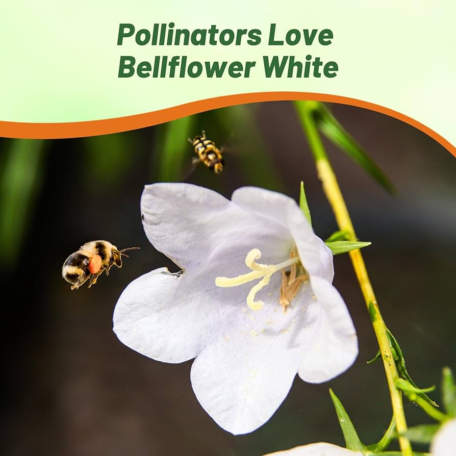 【希少】A Darden of Bell Flowers Cluster Bellflower Flower Seeds - Heirloom Seeds, Dwarf