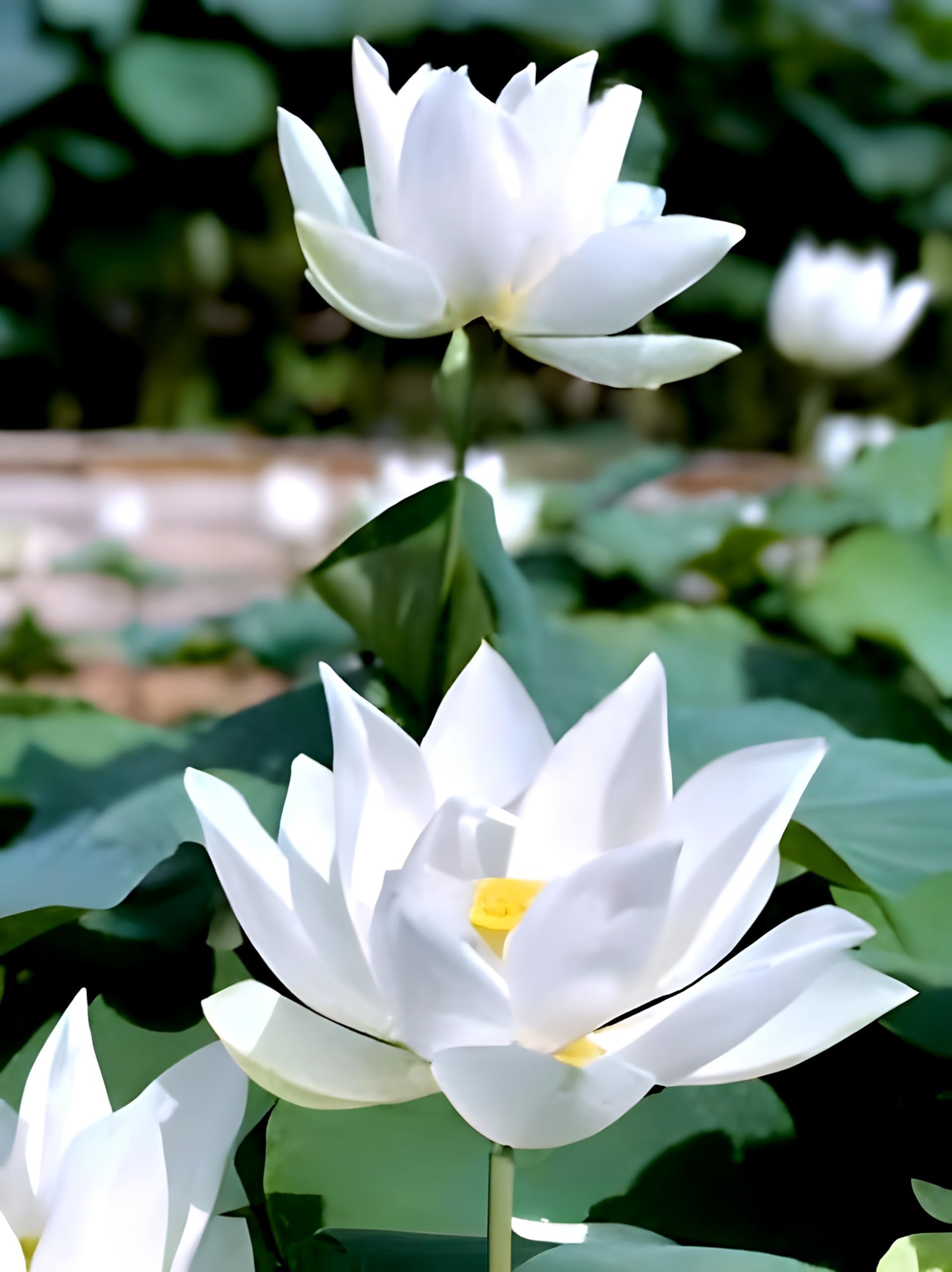 Beautiful"White Lotus" Live plant (Tuber/Root) Orginal Variety Guarante Blooming with in 30 Days big hybrid water lily.