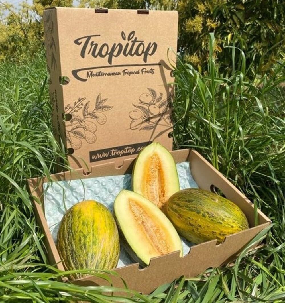 Caja de Melones piel de sapo | 2 o 3 unidades. Aprox 2,70kg cada pieza. Fruta entera, dulce, cultivo sostenible en Castellón (España), directo del agricultor (2 Unidades)