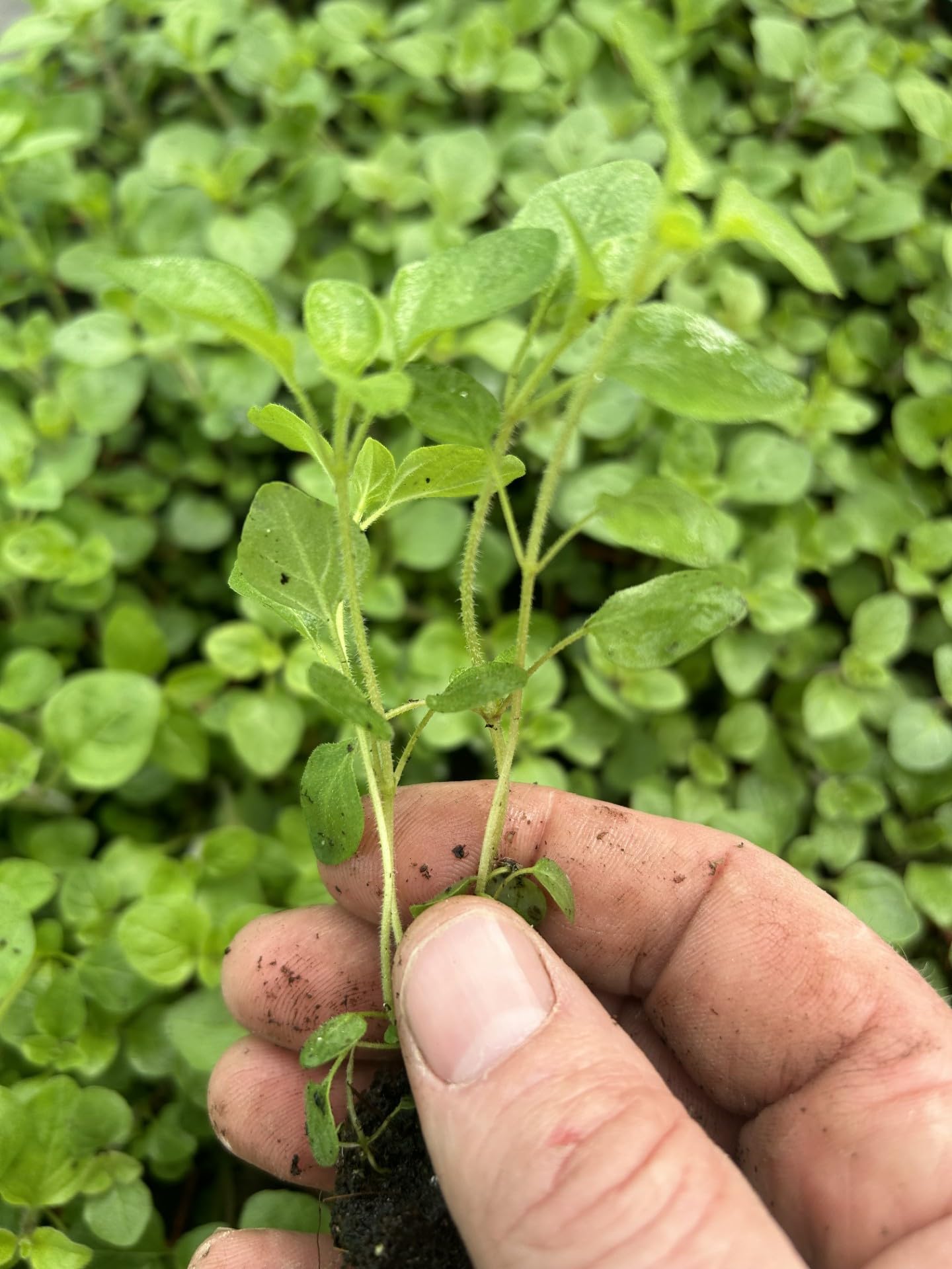 Oregano Herb Plug Plants Grow Your Own Herbs 'Ready to Plant Now' (50, Oregano)