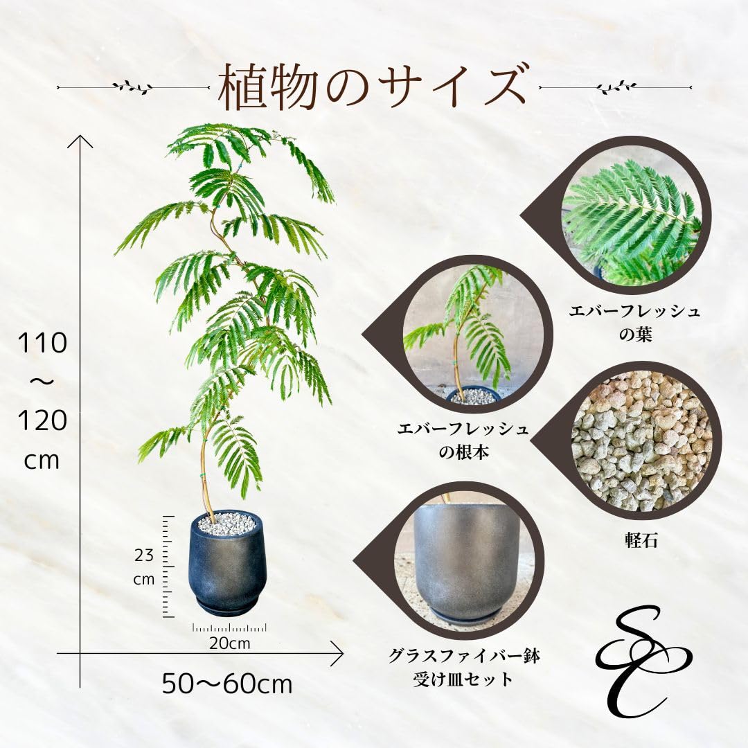 エバーフレッシュ⭐️曲がり⭐️観葉植物 美しい樹形◎125cm】エバーフレッシュ 曲がり 7号 観葉植物 室内 大型