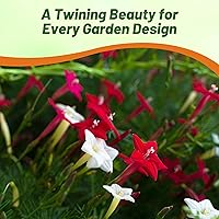 Vista 6 de Outsidepride Semillas mixtas de vid de ciprés - 100 piezas de semillas anuales de flores con néctar rico, flores en forma de estrella y hojas