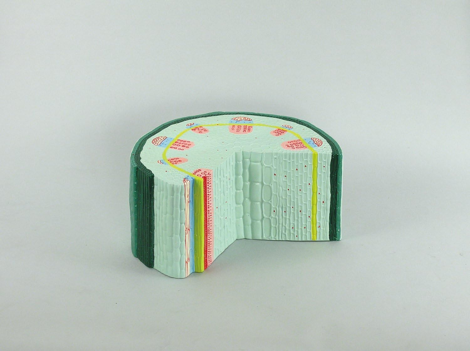 Artec 8747 Dicot Stem Model Pack of 1