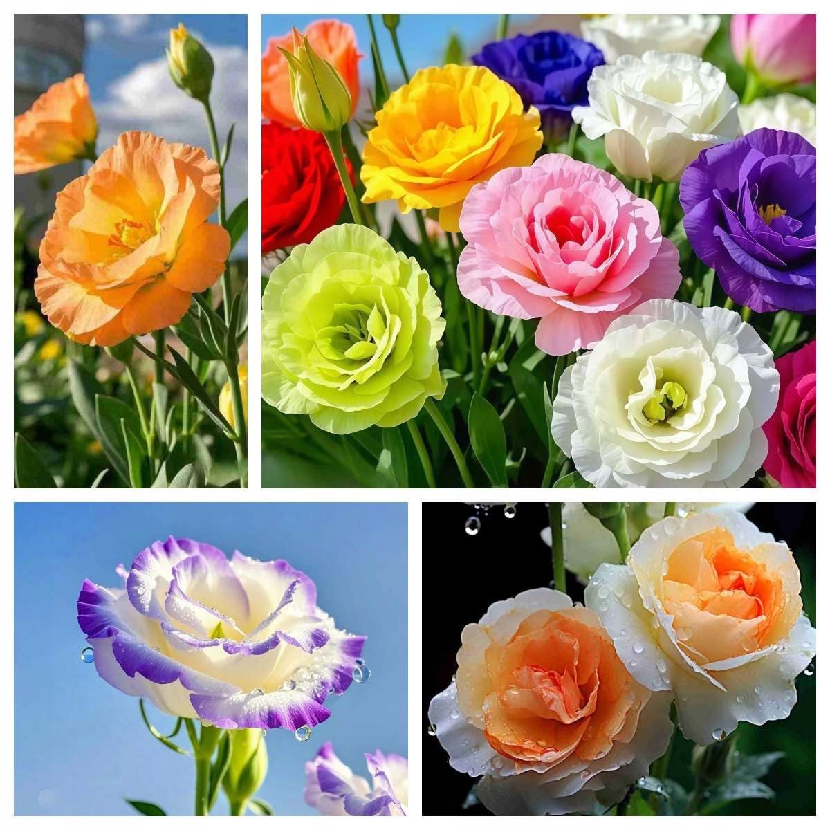 Amazon.com : 1000+Mixed Lisianthus Seeds for Planting-Lisianthus Thornless  Roses Seeds : Patio, Lawn & Garden