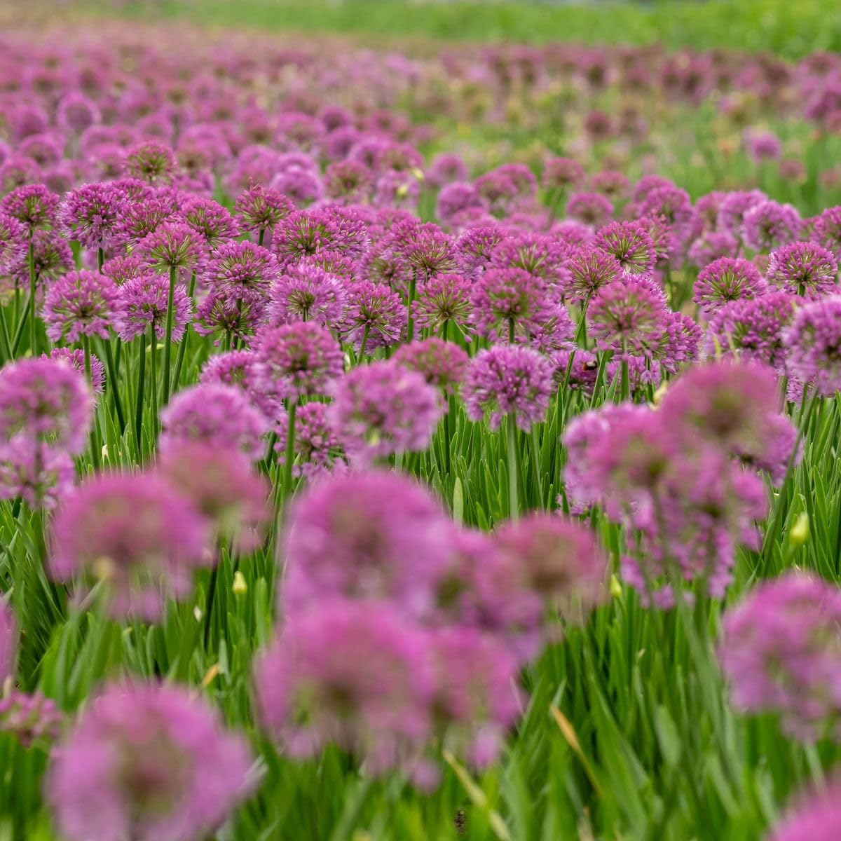 Allium Millenium Perennial Plant in 1-Litre Pot