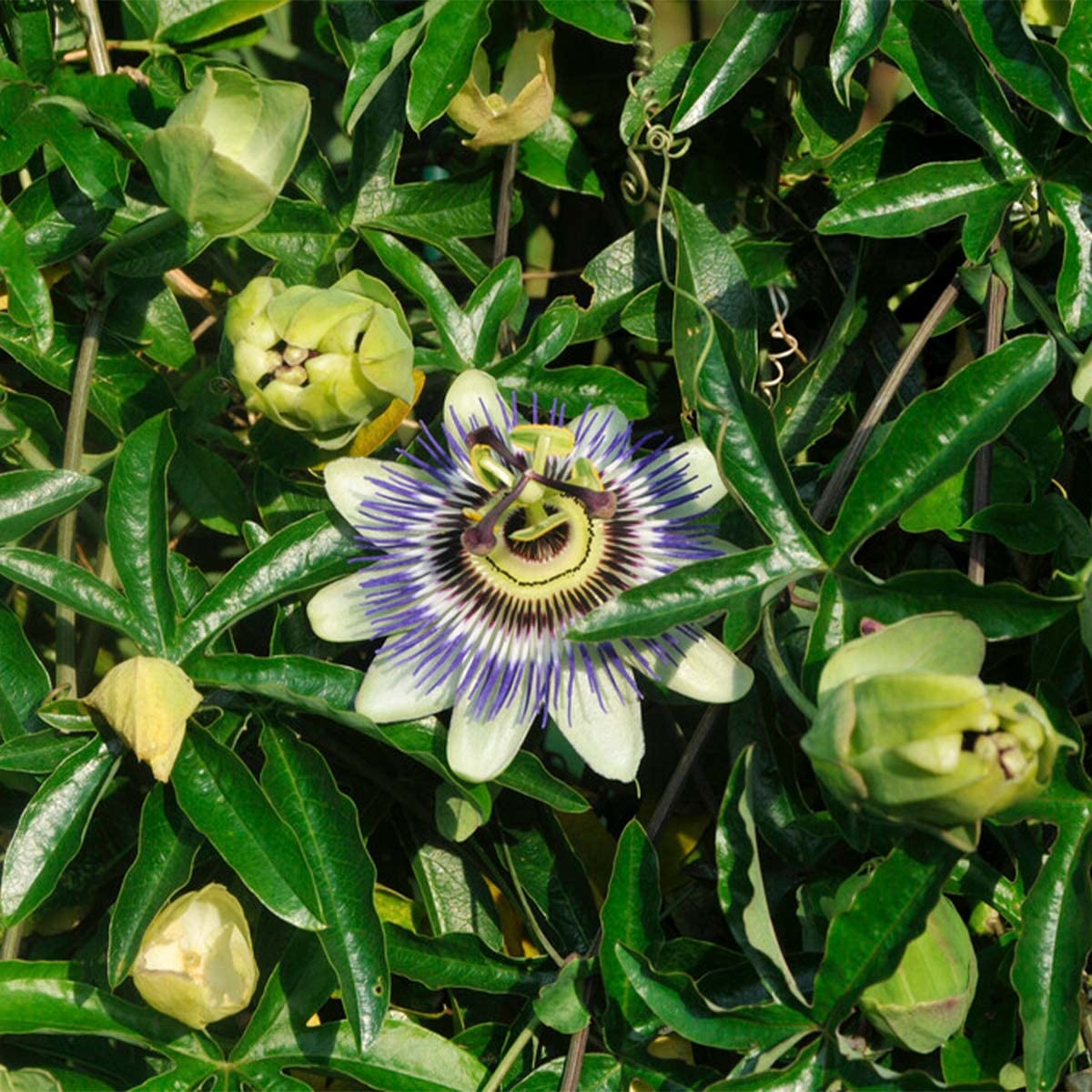Bloomique - Passiflora caerulea - Fleur de la passion - Bleue & blanche - Grimpante - Plante de jardin - Rustique - Hauteur 50-70 cm - Pot 15 cm