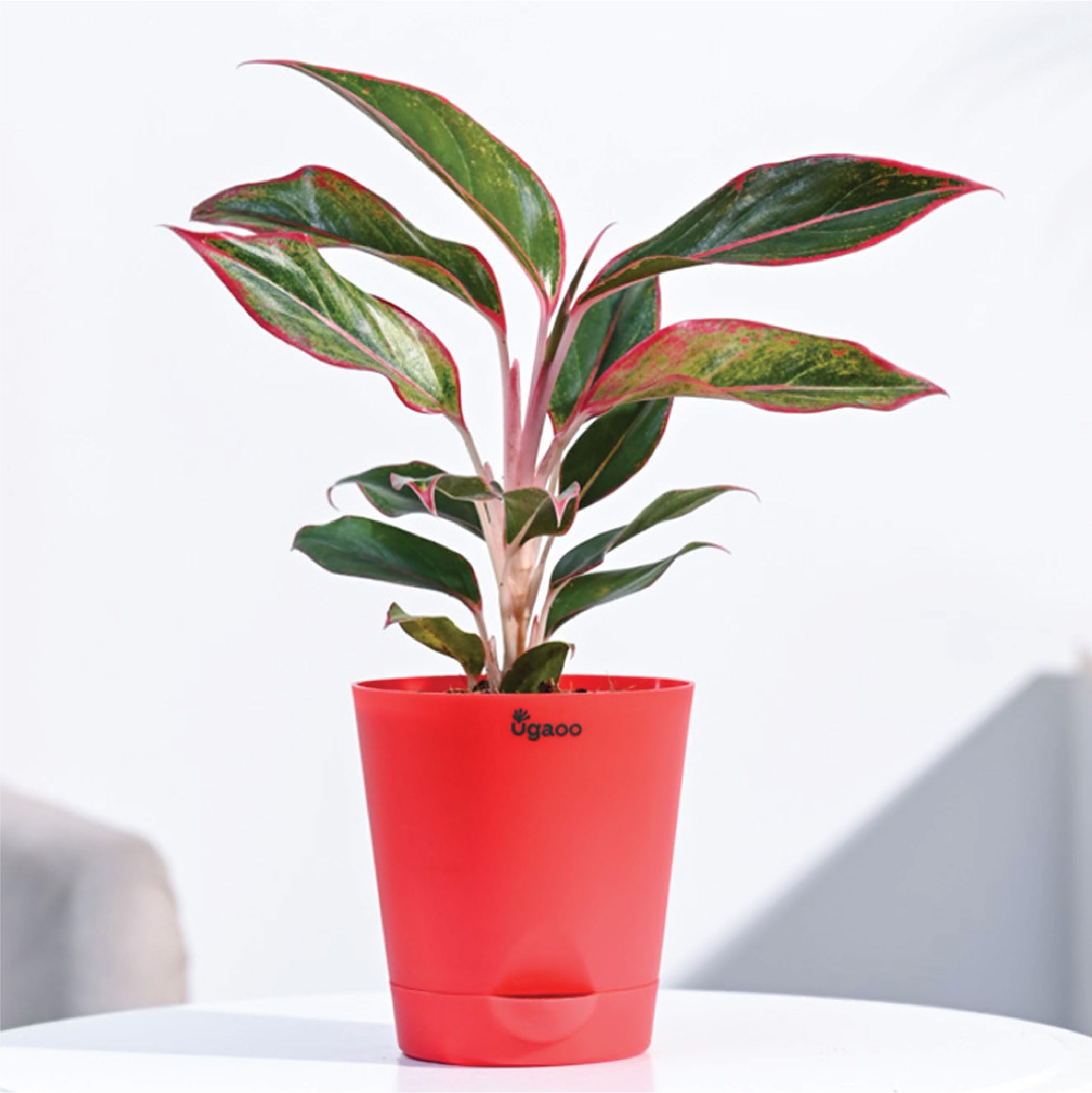 - Ugaoo Aglaonema Red Natural Live Plant Indoor with Self Watering Pot