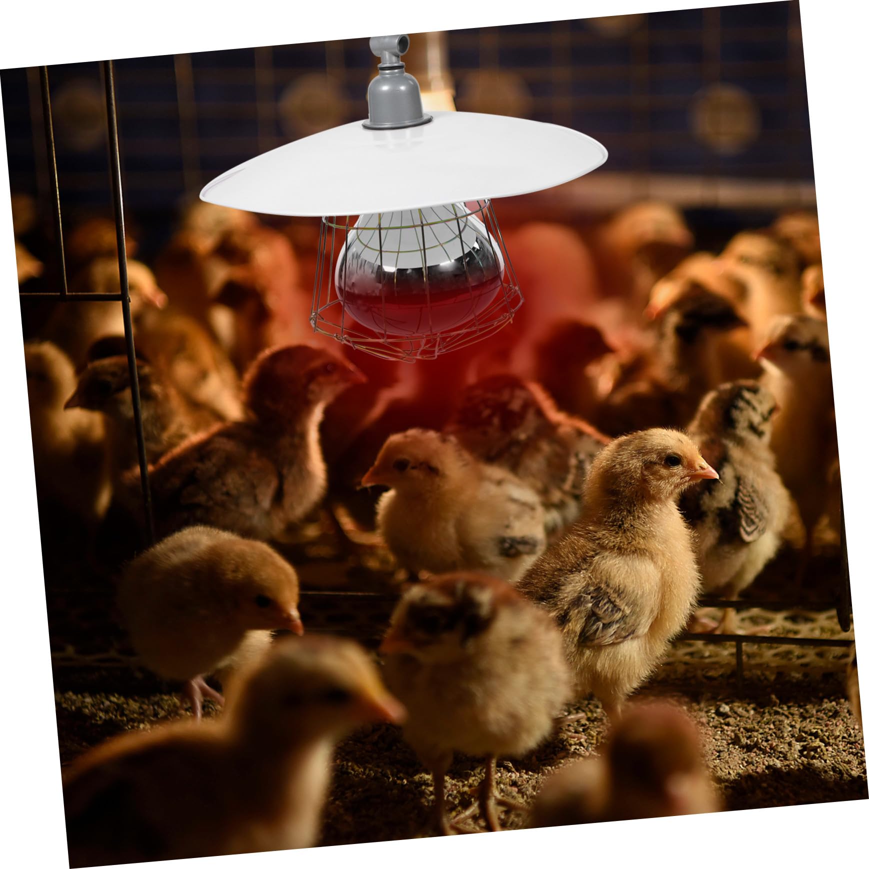 Mikikit Lampada Riscaldante per Rettili e Bestiame Set 4 in 1 Luce Rossa Protezione a Rete in Metallo, 250w Forniture Colore Casuale per Gabbie di Piccoli Maiali e Animali Domestici