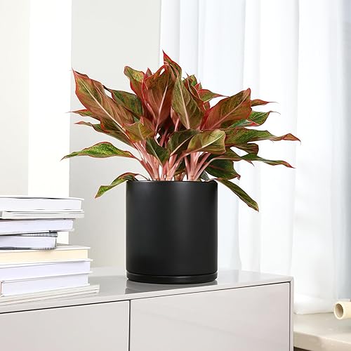 Miniatura 7 de Maceta de cerámica