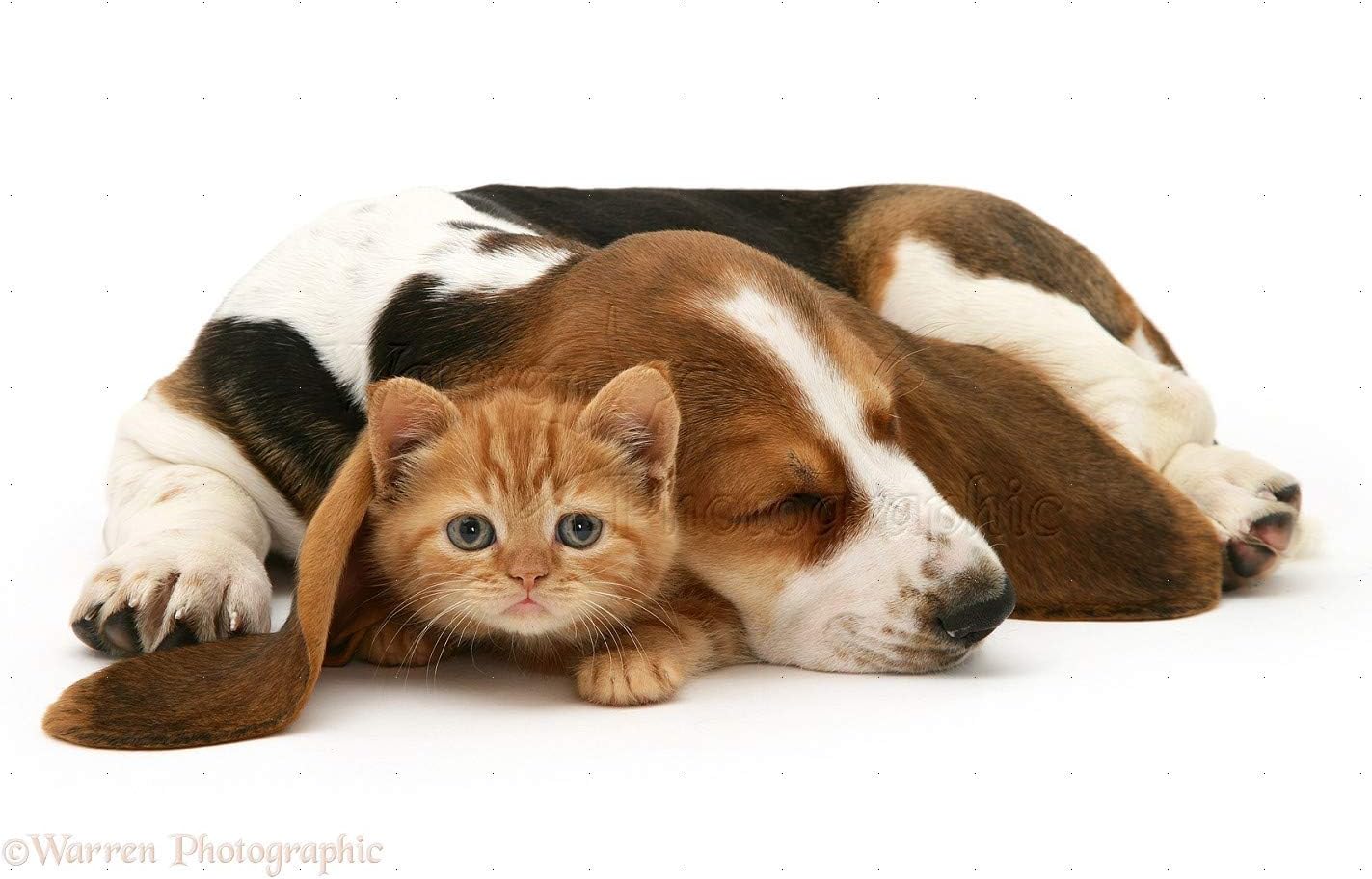 I LOVE MY PETS LLC Calming Treats for Cats Anxiety - PET Relaxant - Powerful Anxiety Relief - Healthy Chews - cat Valerian - 180 Treats (2 Bottles)