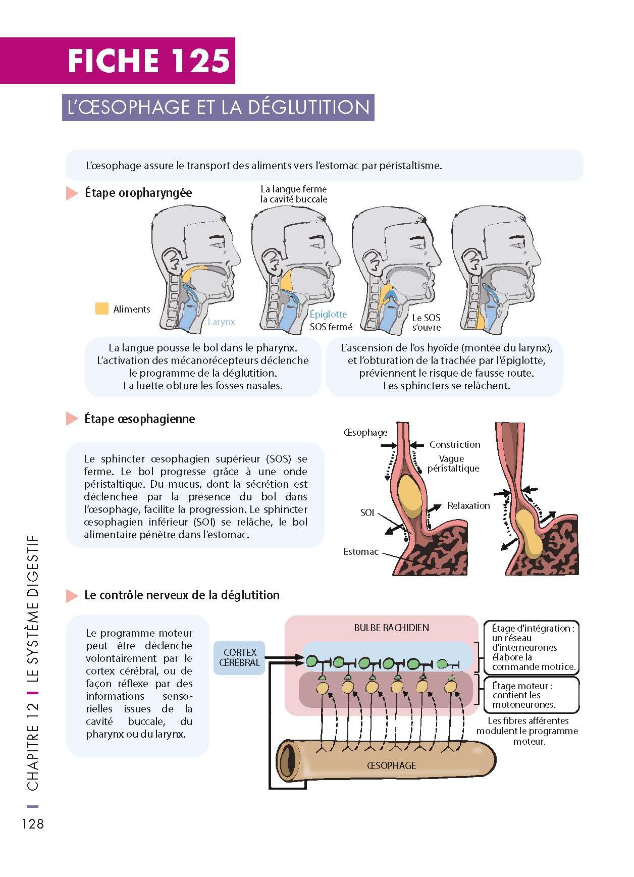 Mémo visuel de physiologie humaine - 3e éd.