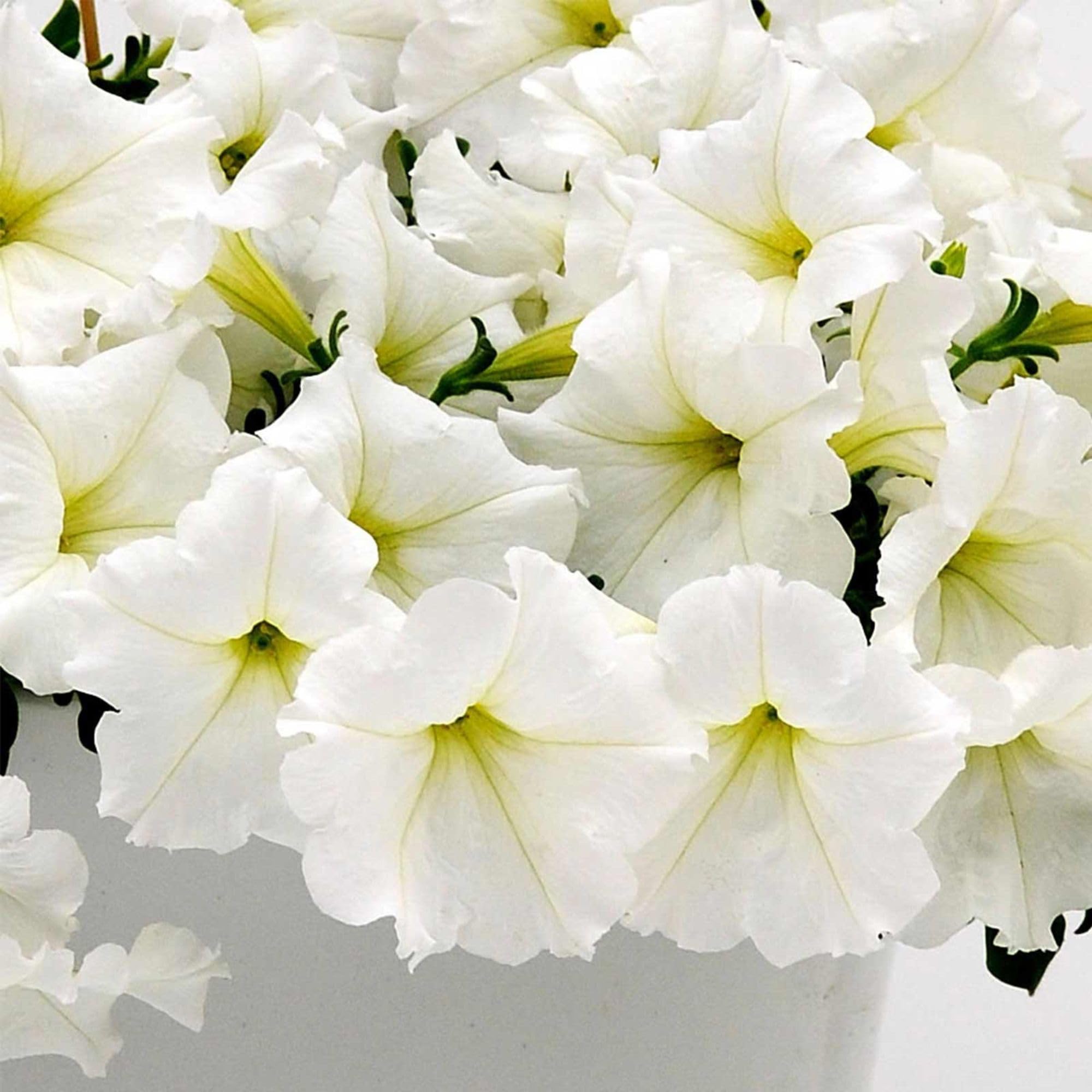 Easy Wave Petunia White Seeds