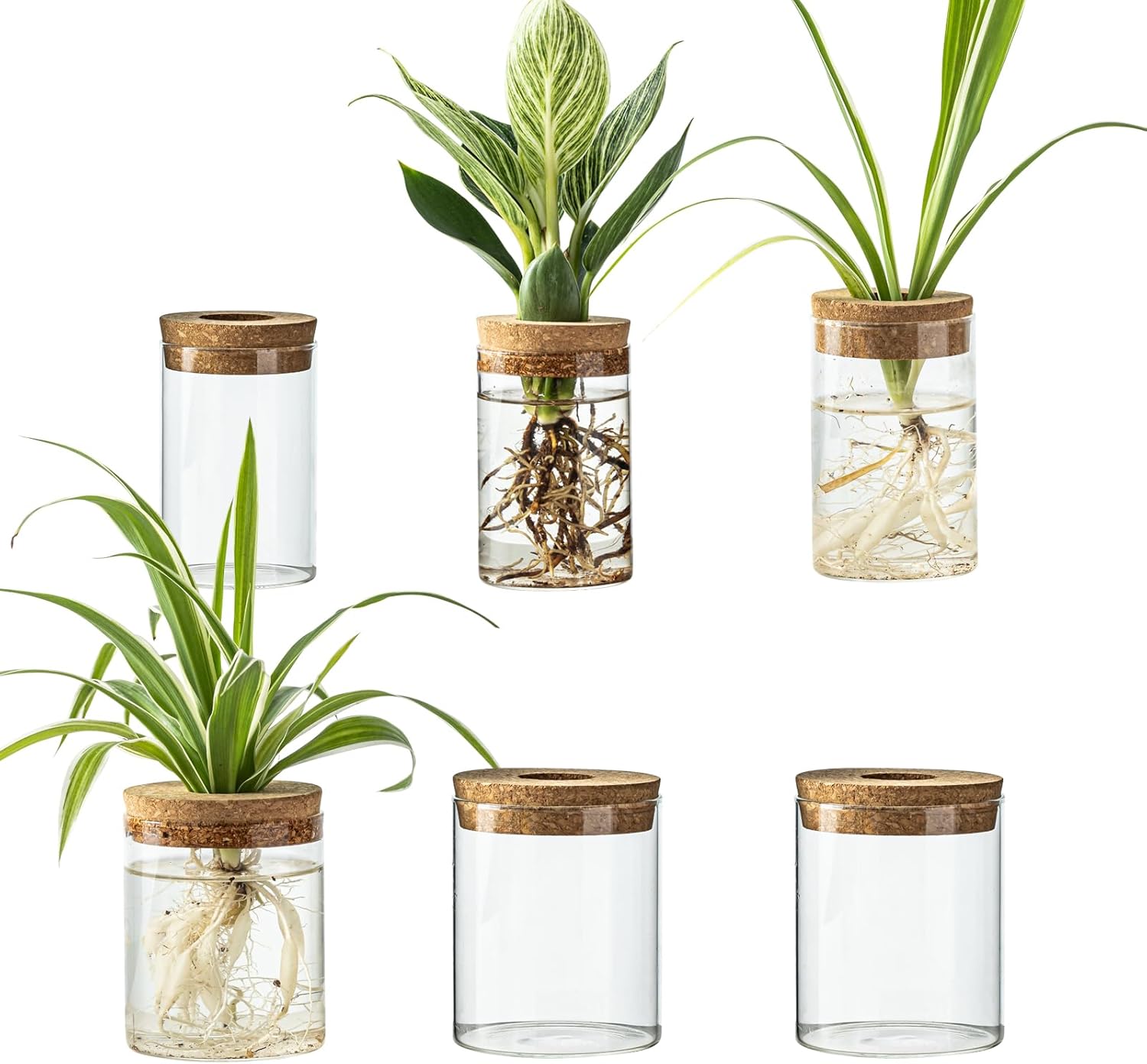 Plantadores