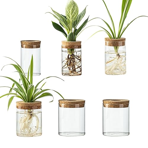 Glass Plant Propagation Station Set – Water Planting Glass Vase