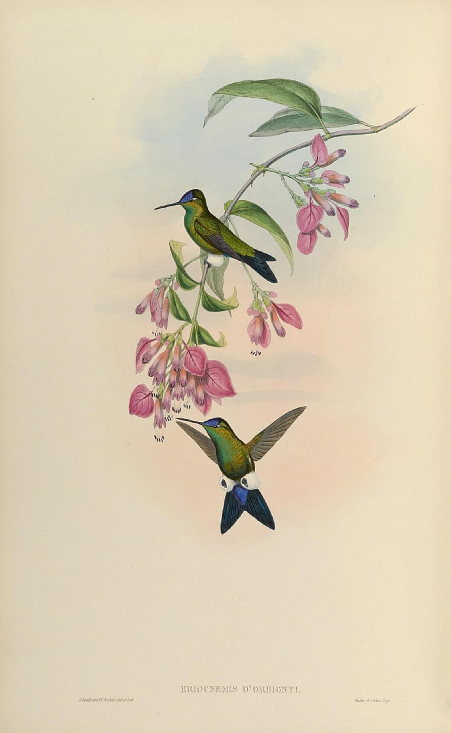 ARTXLXXBN Famous Painting Canvas Artwork Graffiti Print Animal Bird Eriocnemis Dorbignyi Eriocnemis Glaucopoides by John Gould Portrait Canvas Image for Home Decor 60x90cm