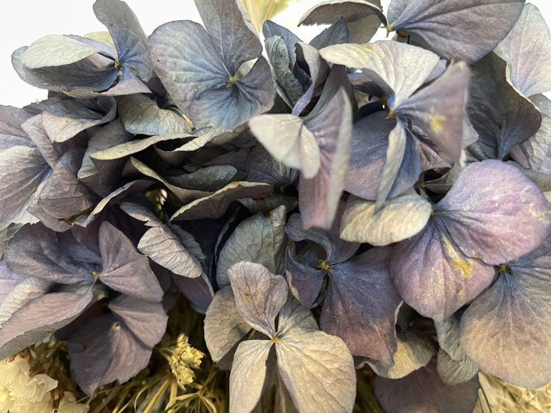 Amazon | ドライフラワースワッグ 秋色紫陽花と白い小花 | ノー