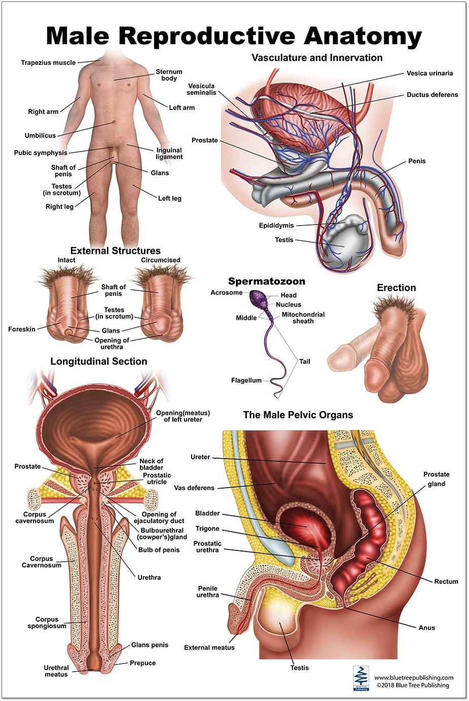 Blue Tree Publishing Male reproductive charts (desk flip chart & model)