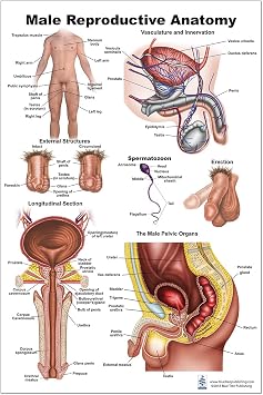 Blue Tree Publishing Male reproductive charts 24 x 36 inch