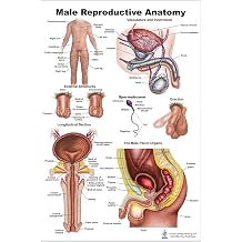 Blue Tree Publishing Male reproductive charts 24 x 36 inch