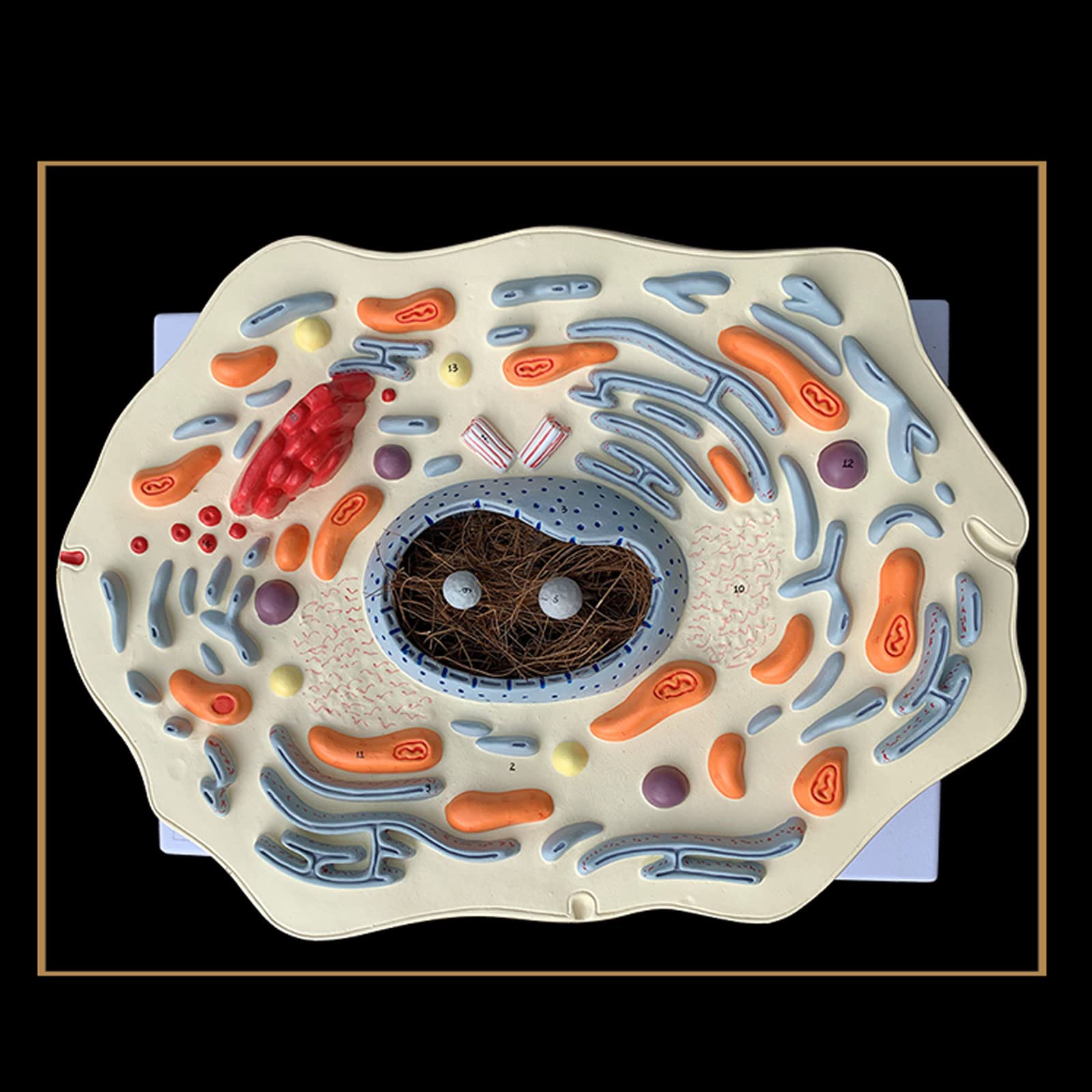 Anatomía Humana Científica - Modello di Cassaforte Sottile Animale Struttura delle Cellule Animali Microscopicamente Golgi Organismo Mitocondriale Kit di Scienza Forniture di Laboratorio