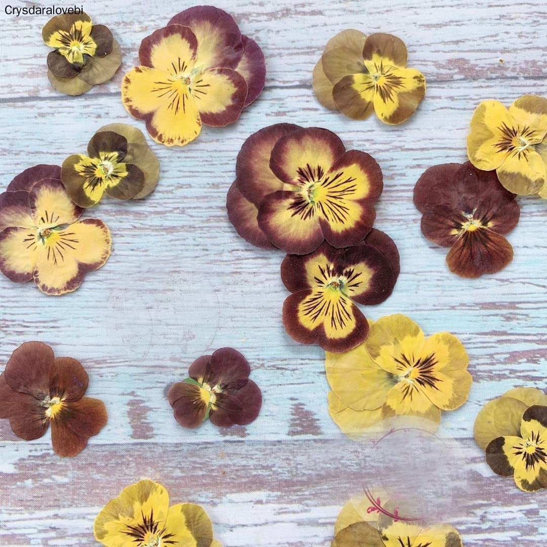 Natürliche Getrocknete Blumen Pflanzen DIY Schmuck Handwerk Hauptdekorationen,120 stücke Gepresste Getrocknete Viola Tricolor L. Blume Pflanzen Herbarium für Postkarte Lesezeichen Telefon Fall Machen