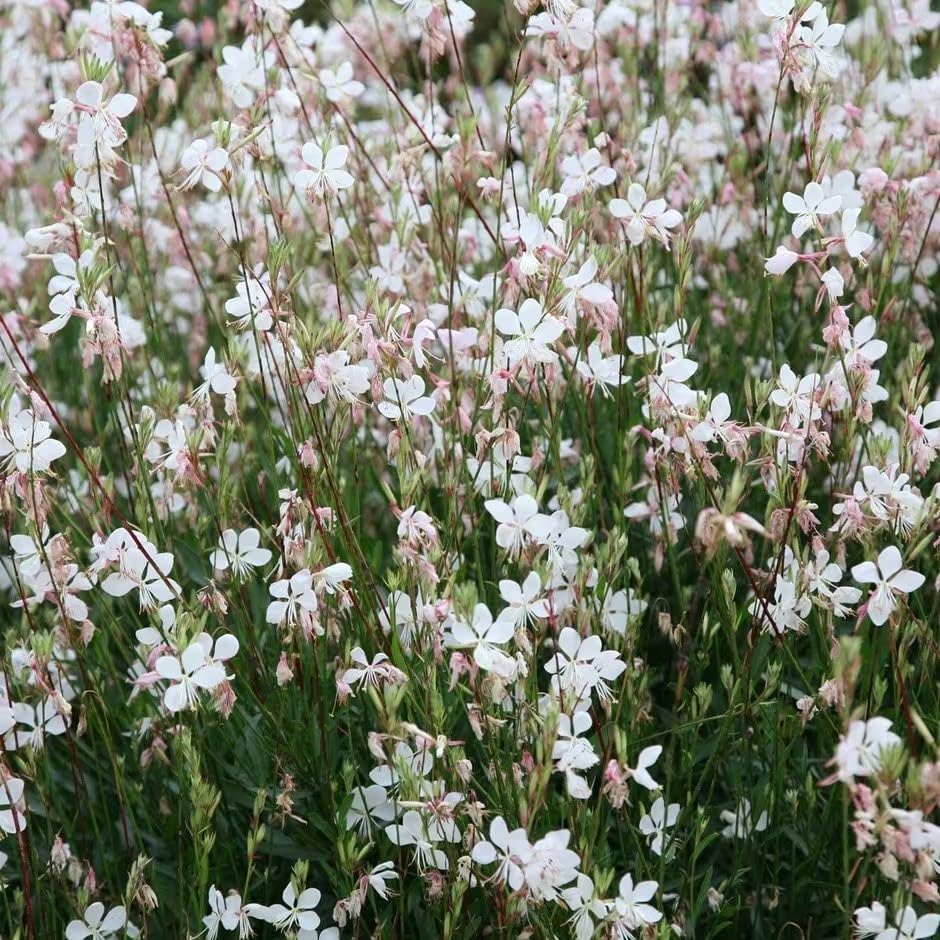 Plant Theory 9cm Pot Oenothera Lindheimeri Gaura Perennial