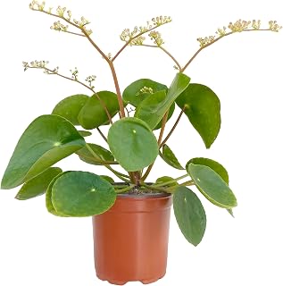 Clouds Hill Succulents Live Chinese Money Plant (Pilea peperomioides) in 6cm or 9cm Pot Pot Lustrous Succulent House Plant (9cm Pot)