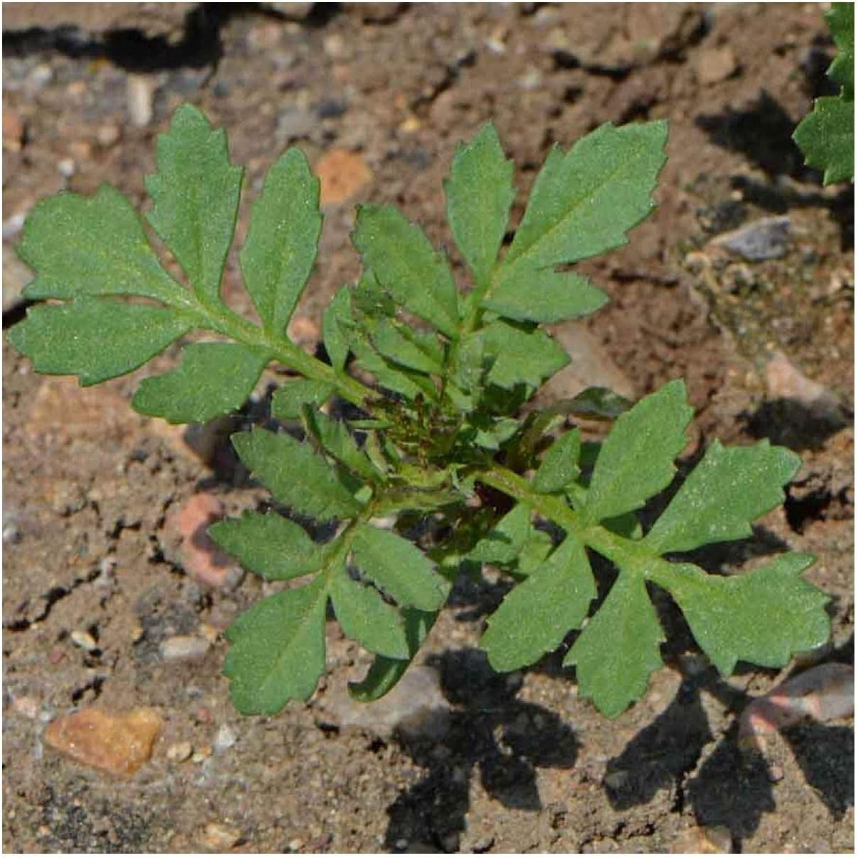 Everwilde Farms - 1 Lb Sparky Mix French Marigold Wildflower Seeds - Gold Vault