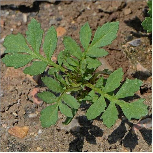 Miniatura 5 de Everwilde Farms - 500 semillas de flores silvestres de caléndula francesa Sparky Mix - Paquete de semillas jumbo Gold Vault