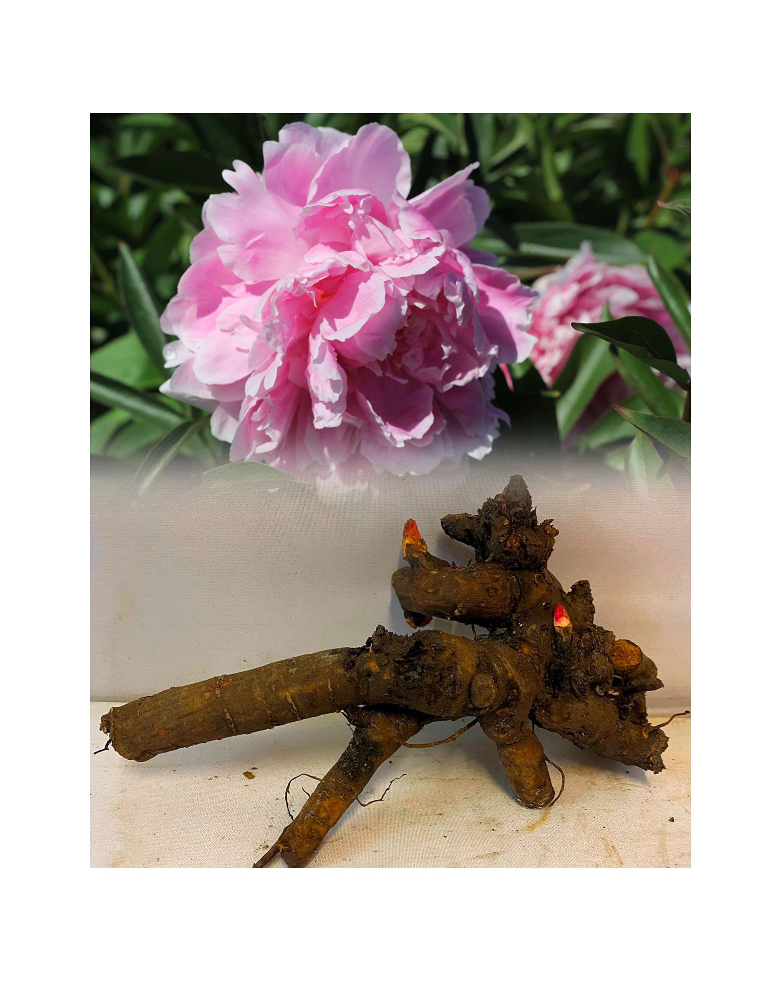 Garthwaite NurseriesPeony (Paeonia) Sarah Bernhardt (Lactiflora) 2 Large Bare Root Perennials Garden Summer Perennial