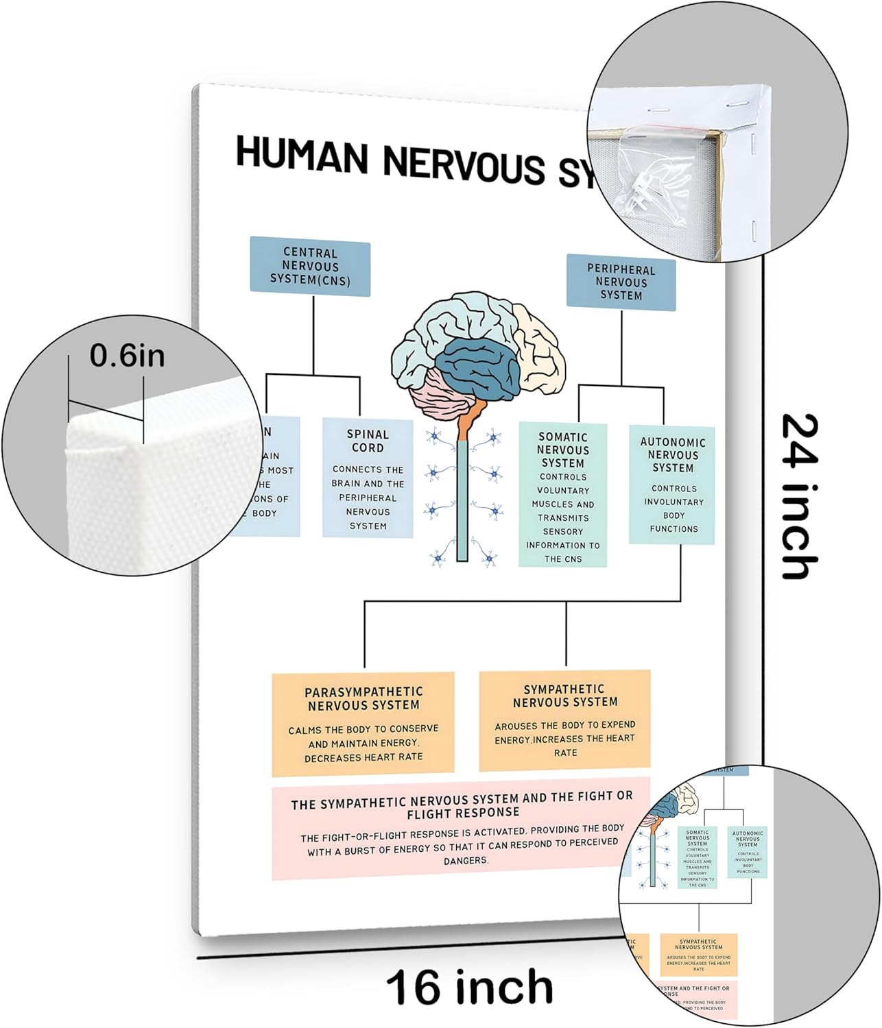 PHAMTE Human Nervous System Mental Health Wall Art,Brain Anatomy and Psychology Art Poster Print Framed Canvas Painting Artwork For Social Worker Therapist Counseling Office Decor (16x24 Inch)