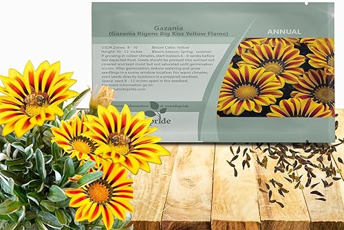 Outsidepride Yellow Flame Gazania Semillas para plantar  50 piezas de semillas perennes, de bajo mantenimiento, tolerantes a la sequía para flores