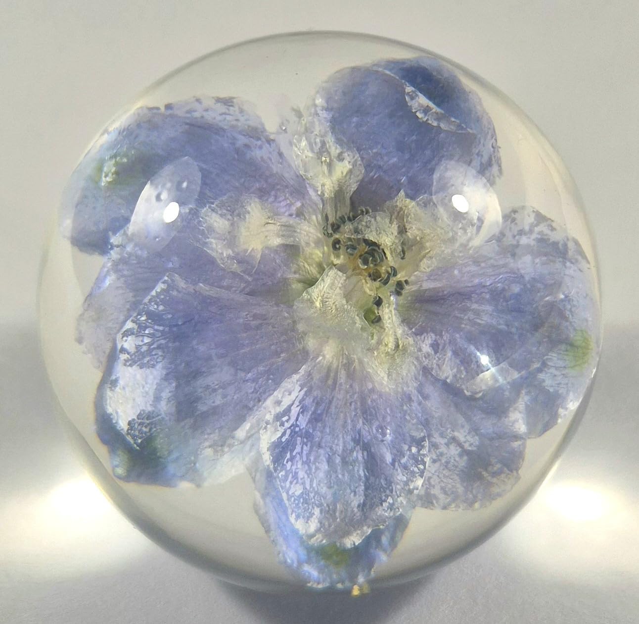 2.3" Real Blue Delphinium Larkspur in Clear Lucite Resin Ball July Birth Month Flower Anniversary Wedding Engagement Valentine Gift Botanist Herb Herbarium Paperweight Display Decor Collection