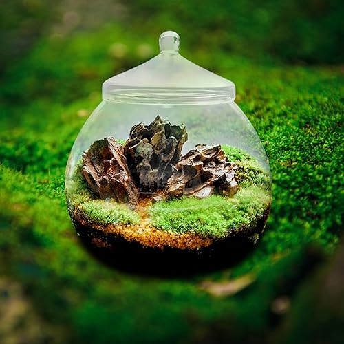 Miniatura 6 de Angoily Terrario de vidrio, tarros grandes transparentes con tapa, florero de terrario para plantas