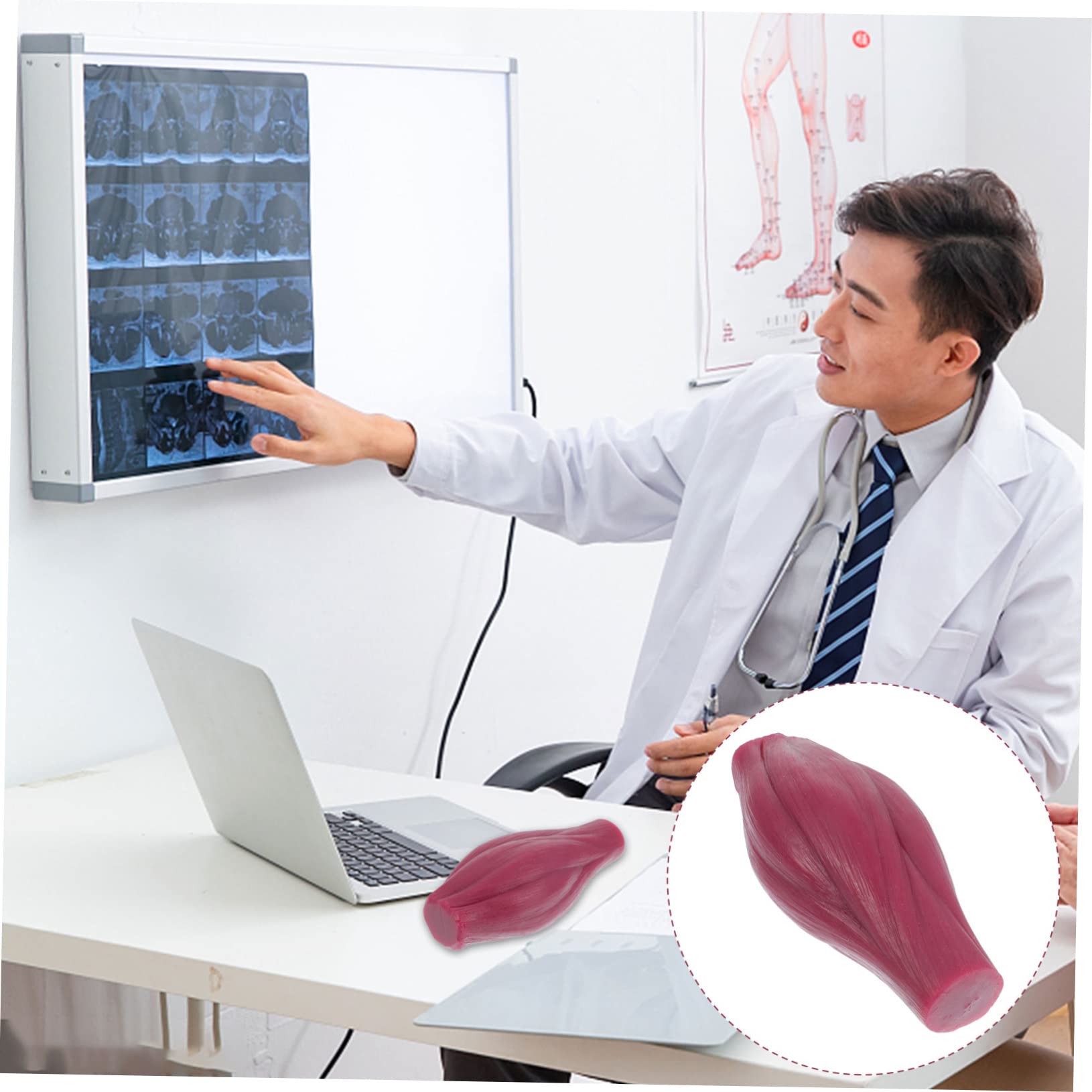 Ciieeo 2 Pezzi Modello Muscolare da Lb per Insegnamento e Display Modello Fittizio Realistico per Appassionati Fitness e Nutrizione Sicuro e