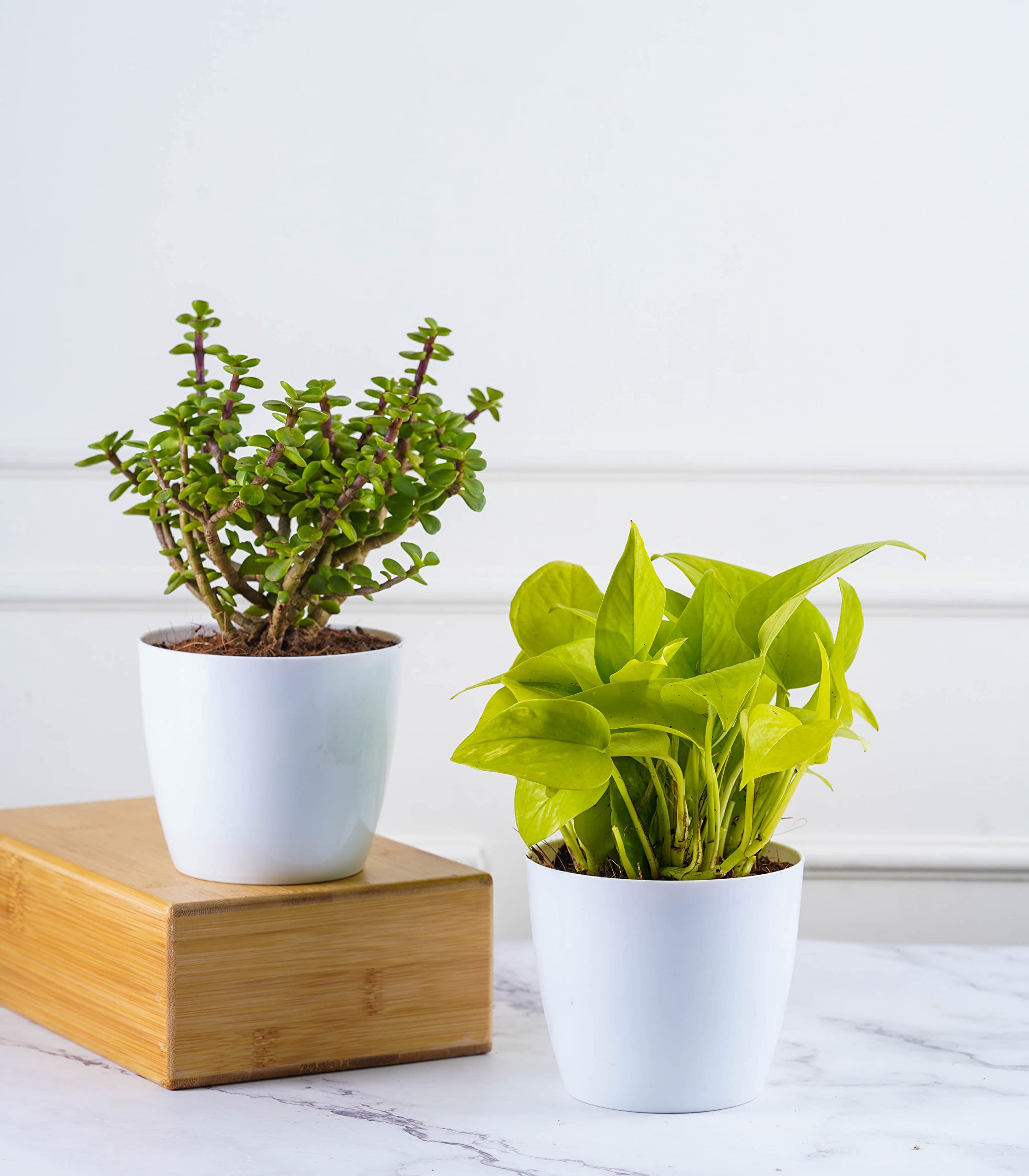 Nurturing Green® Combo of 2 Live Plants (Jade & Golden Money Plant) in White Plastic Pots (4.5inch wide) | Indoor Plants for Living Room | Live Plants With Pots- [Wooden Blocks Not Included] (B09TS7R73F) Amazon Price History, Amazon Price Tracker