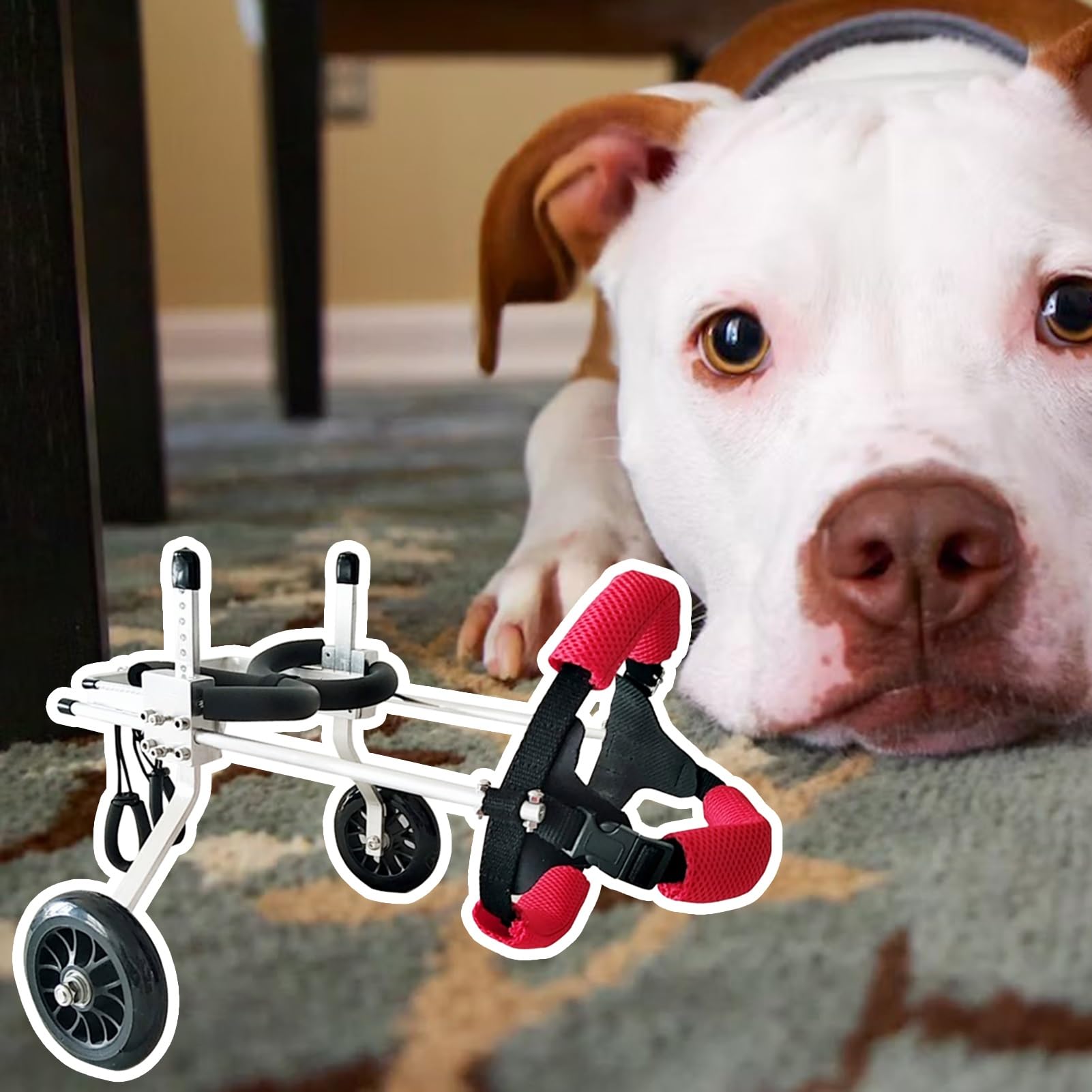 Fauteuil roulant réglable pour pattes arrière : solution pour chien paralysé